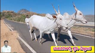 Madivala Machideva-ಕೃಷಿಯಲ್ಲಿ ಎತ್ತಿನ ಮಹತ್ವದ ವಿಶ್ಲೇಷಣೆ#basavanna #vachana #farming #basava#agriculture