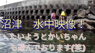 沼津　水中映像〜岩場編〜