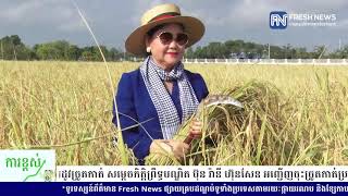 ដល់រដូវច្រូតកាត់ សម្ដេចកិត្ដិព្រឹទ្ធបណ្ឌិត ប៊ុន រ៉ានី ហ៊ុនសែន អញ្ជើញចុះច្រូតកាត់ប្រមូលផលស្រូវ...