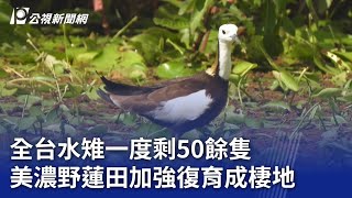 全台水雉一度剩50餘隻 美濃野蓮田加強復育成棲地｜20240819 公視晚間新聞