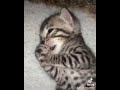 Chaton bengal trop mignon