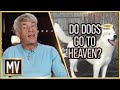 Do Dogs Go to Heaven? — The Michael Voris Show