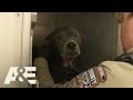 Live PD: Lucky Dogs (Season 2) | A&E