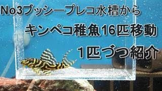 No3ブッシープレコ水槽に入ってるキンペコ稚魚をNo1キンペコ水槽へ移動。総数16匹の大移動