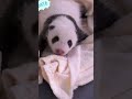 熊猫 panda 突然一声给我吓一跳，奶凶奶凶的哈哈哈