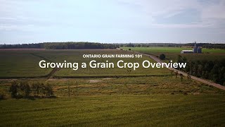 Ontario Grain Farming 101: Growing a Grain Crop Overview