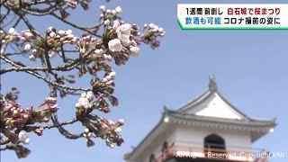 宮城県各地に早くも桜の便り　桜まつりコロナ禍前に戻る　白石市・大河原町