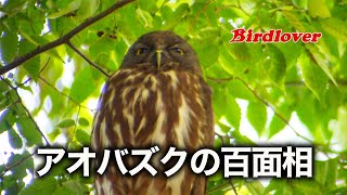 アオバズクの百面相 / Northern boobook