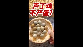 芦丁鸡不产蛋是什么原因？Why rutin chickens to not lay eggs?#芦丁鸡 #minichicken #迷你鸡 #rutin #下蛋#eggs