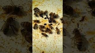 Honeybees in Torpor Tricked me | They're Alive