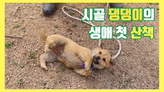 [시골개1탄] 시골 강아지들의 생애 첫 산책