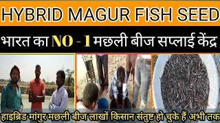 मांगुर मछली का जीरा और बच्चा कहां से खरीदें।। HYBRID MAGUR FISH SEED|| magur machali ka baccha ||