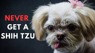 14 Reasons To Never Ever Adopt A Shih tzu Dog Breed