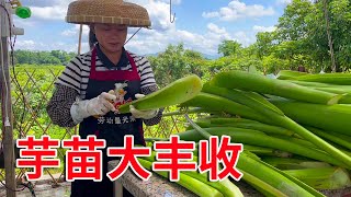 9 sisters make Guangxi traditional sour taro seedlings, simple and delicious