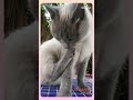 Nkki the Siamese cat compilation week one #cutecatshort #cutecatplaying #siamesecats #funnycattv