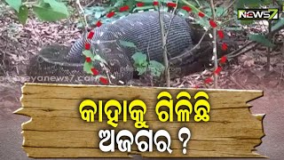 ସାପ ମଣିଷ ଗିଳିବା ନେଇ ସୋସିଆଲ ମିଡ଼ିଆରେ ଭାଇରାଲ; ଏହି ଘଟଣାକୁ ଖଣ୍ଡନ କରିଛି ସ୍ନେକ୍ ହେଲ୍ପ ଲାଇନ୍