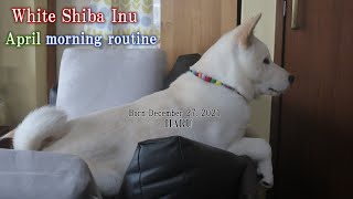 White Shiba Inu：April morning routine【English】