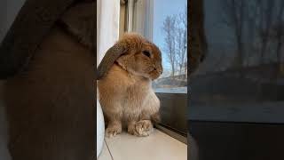 もったんの朝のルーティーン#rabbit #rabbits #うさぎ