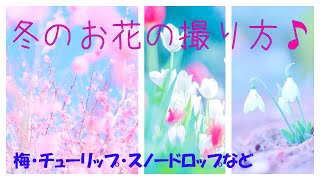 真冬のお花撮影♪　いろいろかわいいゆるふわなお花に出会えました🌸