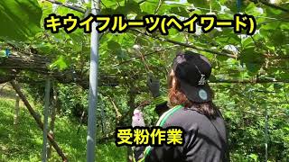 キウイフルーツ(ヘイワード)受粉作業