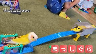 「待って～」　ドクターイエローに夢中なインコさん　なぜ追いかけるの？【羽鳥慎一モーニングショー】(2024年7月6日)