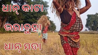 ଧାନ୍ କଟା,ଭରା ବୁହା, ଧାନ୍ ମଡା @bulu-xp9wn#vlog #riceharvesting #farming #kalahandi #youtube #video