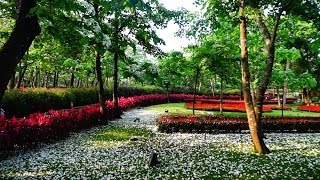 2014苗栗桐花公園+客家大院-桐花-The beauty of Taiwan - tung flowers