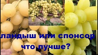 Ландыш или Спонсор: что лучше?