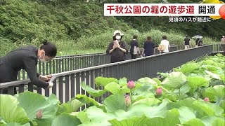 千秋公園の堀の上を散歩！「遊歩道」が開通　見頃迎えたハスを間近で楽しむ　秋田市 (24/07/11 19:00)