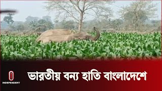 পঞ্চগড়ের তেঁতুলিয়ার একটি ভুট্টা ক্ষেতে দেখা মিলেছে দুটি বন্য হাতির || Independent TV