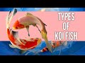 10 Most Popular Types of Koi Fish