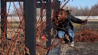 How to Prune Raspberries! 🤤✂️❤️ // Garden Answer
