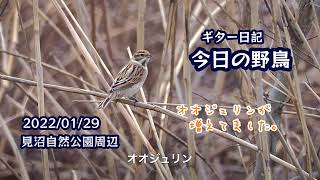 ギター日記　今日の野鳥　・　見沼自然公園周辺　2022年1月29日