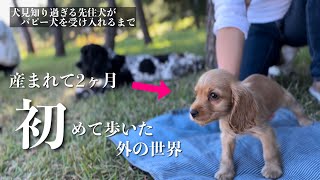 【犬見知り過ぎる先住犬がパピー犬を受け入れるまで#6】初めて外の世界を歩いた日　イングリッシュコッカースパニエル「みみ」の気持ち