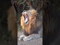 https://www.youtube.com/@SajjadAli-sr9kc #animals #asiaticlion #lion #lionking #safari #girforest #