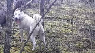 West Siberian Laika hunting lynx dry ground BC Canada 2.