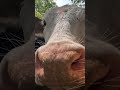 Inquisitive cows with wet noses #shortsvideo #cows #counrtyside