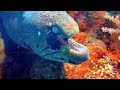 Pemba Island Tanzania, scuba diving with Swahili Divers And Gecko Nature Lodge