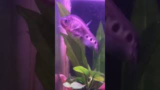 Clown featherback and Senegal…. #monsterfish #aquarium #fish #underwater #tamilfishing #tamilsong