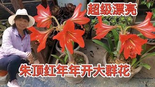 85岁农村老妈养朱顶红，到处开花，养护技巧全过程都在这里