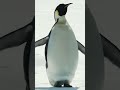 Emperor Penguin Encounter | Antarctica | Lindblad Expeditions