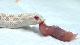 The world's cutest snake rice scene