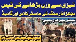 Bachra Farming Guide | Fast Weight Gain & Profit Formula