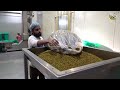 world s biggest hara matar chakna namkeen factory rs. 5 only l karnal street food