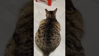 #肥貓 #fat cat #胖貓日常