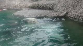 ポロロ（とくしま動物園）１９１１　おもちゃ投入