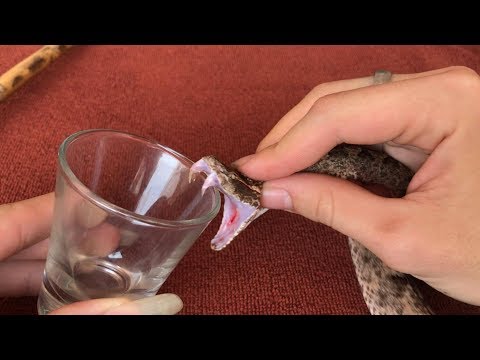 The Effect Of Snake Venom On Blood The Effect Of Snake Venom On Blood