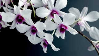 Choosing your Funeral Service