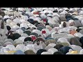 13th Ramadan 1445 Makkah Taraweeh Sheikh Sudais