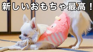 綱引き大会『大型犬vs小型犬』#チワワ #ゴールデンレトリバー #多頭飼い